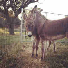 Young donkeys in kill pen in Texas before their rescue