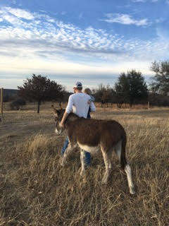 Rescued donkey walking with rescuer in Texas