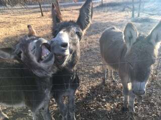 Rescued donkeys smiling at sanctuary in Texas