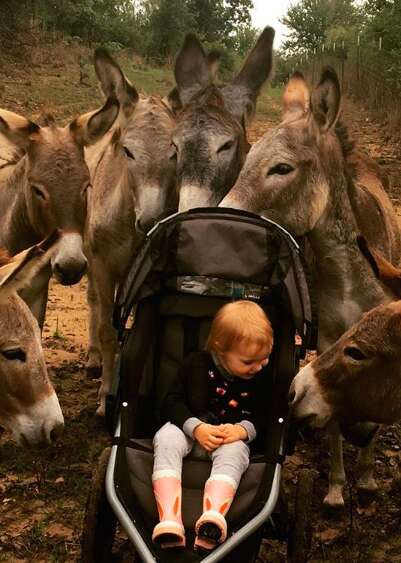 Little girl bonding with herd of rescued donkeys at sanctuary
