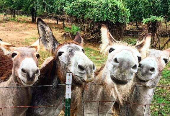 Rescued donkeys at Texas sanctuary