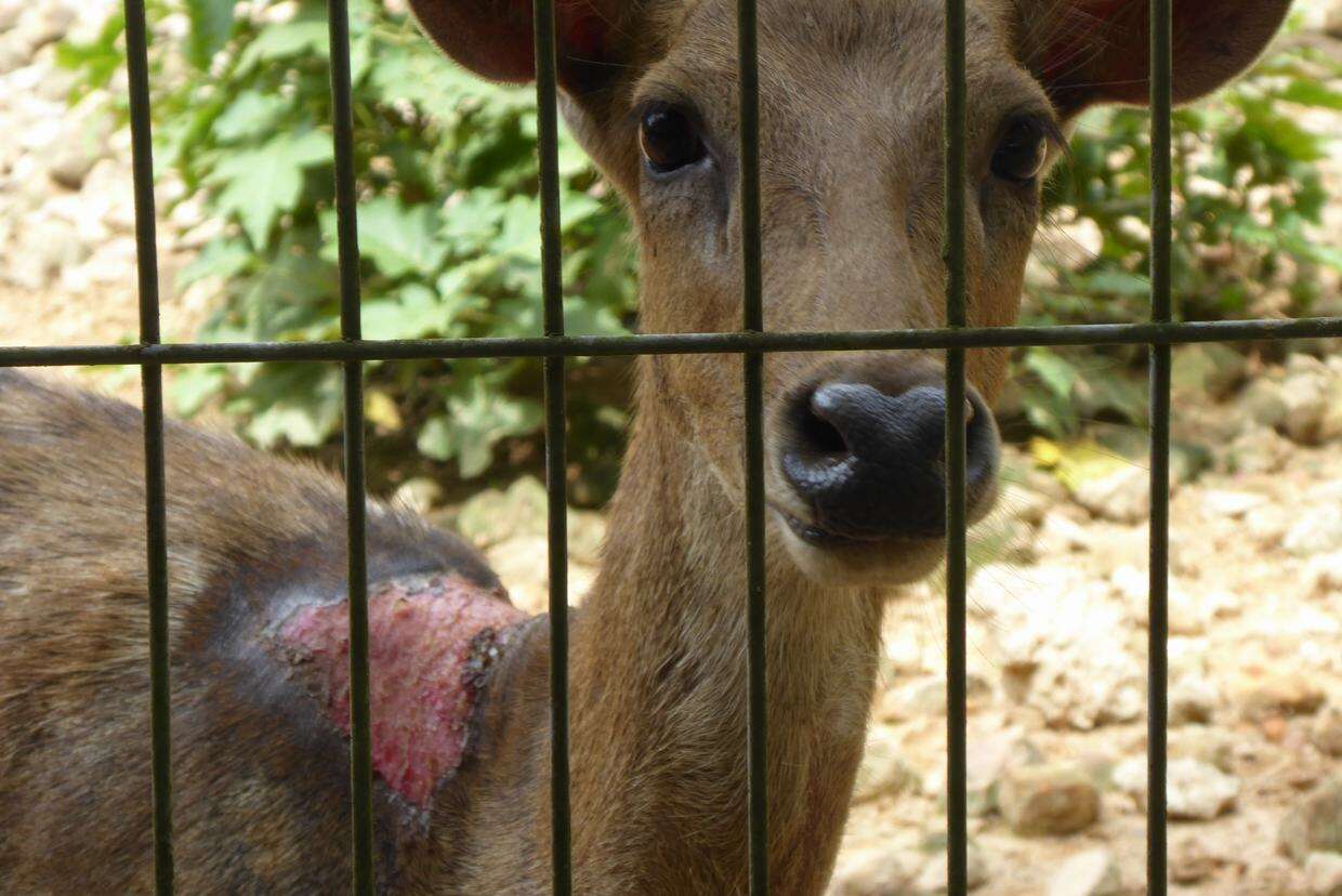 Injured deer in zoo enclosure