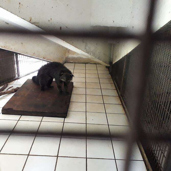 Animals inside tiny tiled enclosure at zoo