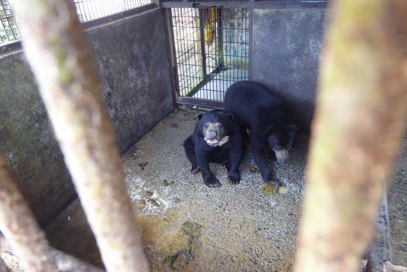 Sun bears inside tiny concrete enclosure
