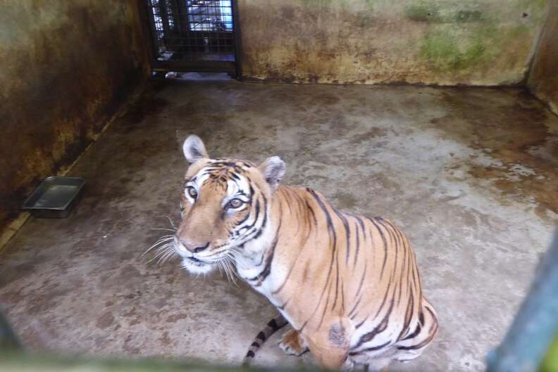 Tiger kept inside concrete enclosure