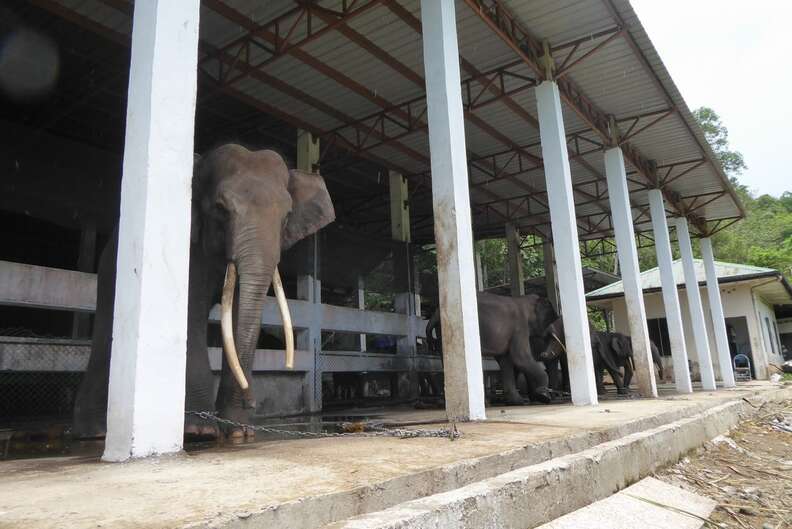 Elephants chained up in concrete enclosure