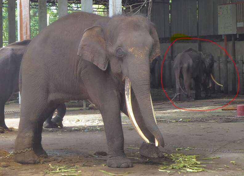 Elephants chained up in enclosure