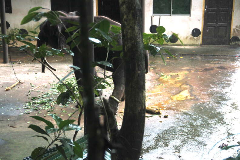 Chained elephant standing in feces