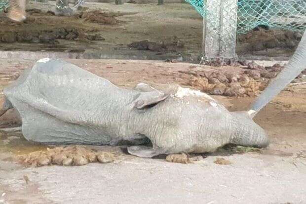 Dead elephant lying on ground