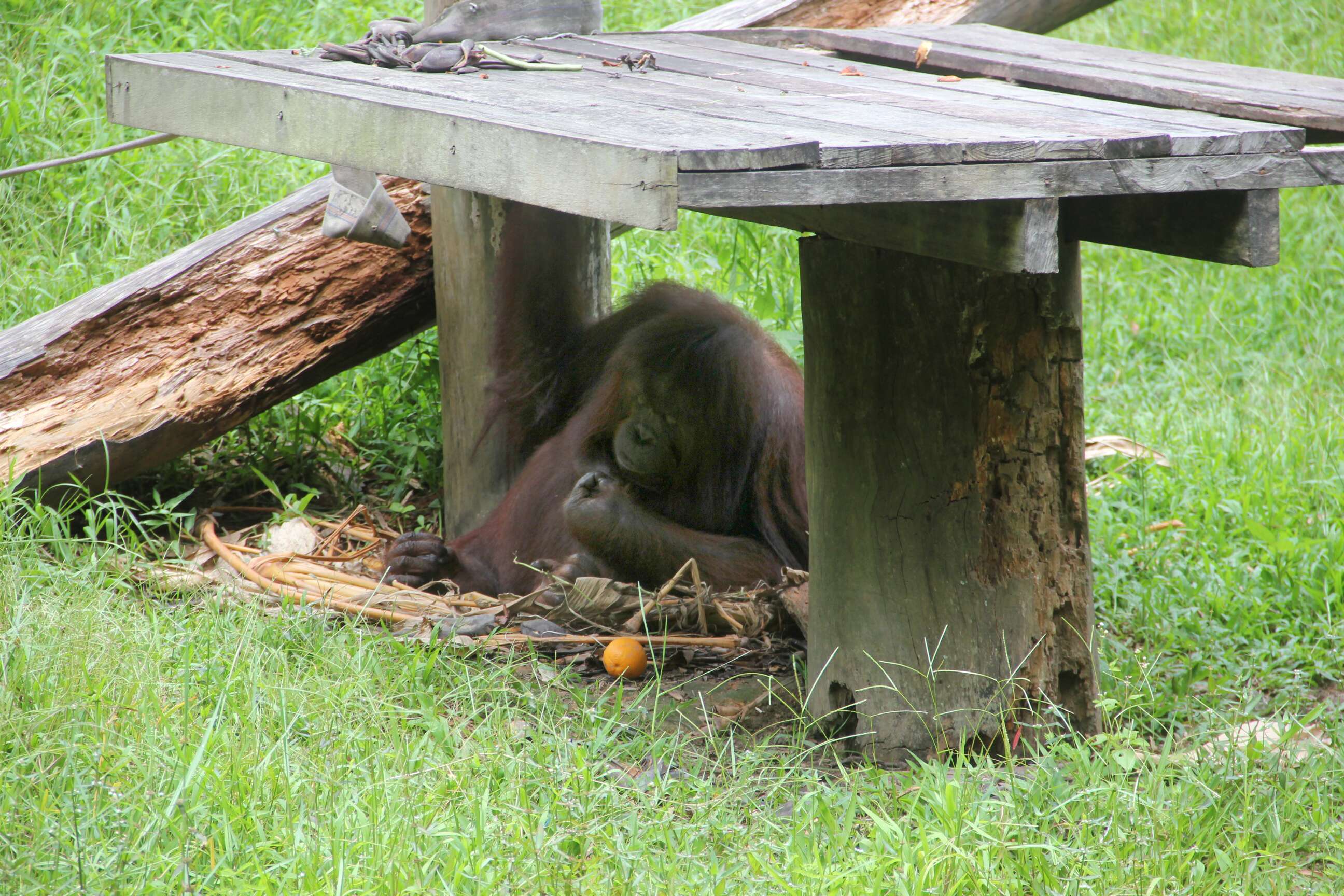 Orangutans hiding beneath platform at zoo