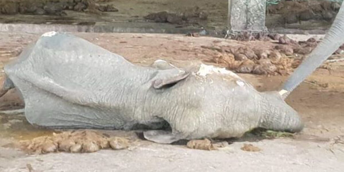 Baby Elephants Are Dying At Lok Kawi Wildlife Park In Borneo The Dodo