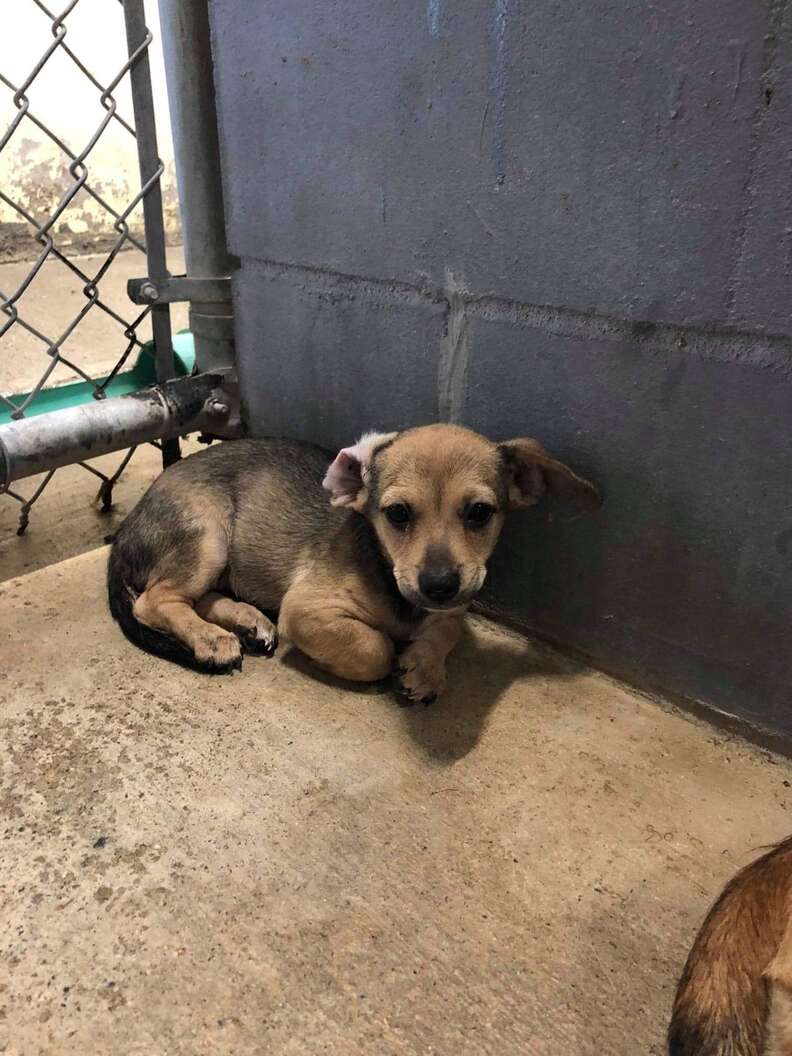 Benzie the puppy at the Texas kill shelter