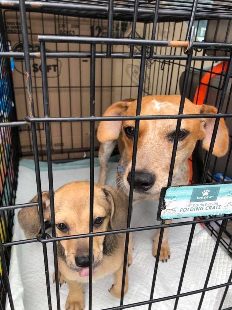 Puppy And Her Mom Tremble With Fear In South Texas Shelter - The Dodo