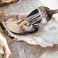 Oysters Are Alive When You Eat Them