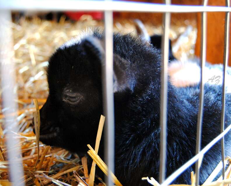 black baby goat
