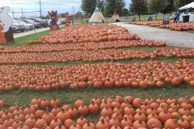 Dragon Adventures Pumpkin Picker