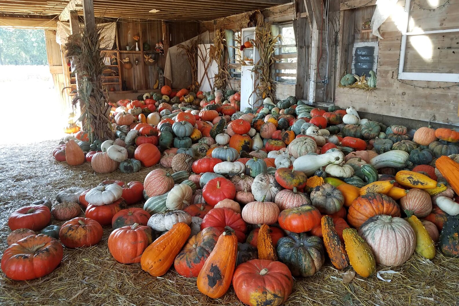 Best Pumpkin Patches Near Chicago Where to Go Pumpkin Picking This