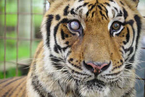 Rescued Tiger Celebrates His 21st Birthday With The People Who Love Him