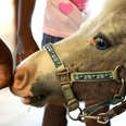 Mini Horses Get Surprised By The People Who Love Them