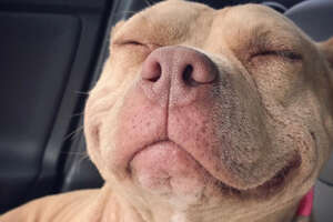 This Pit Bull Has The World's Best Smile
