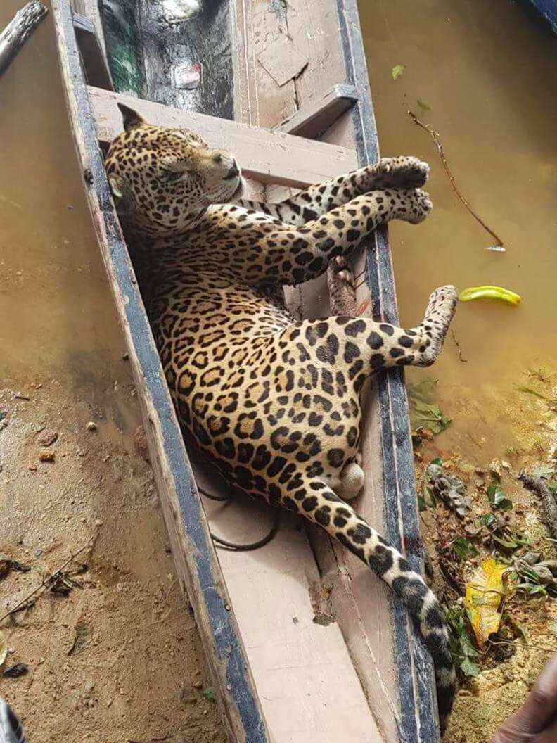 Jaguars in Suriname Poached for Traditional Chinese Medicine