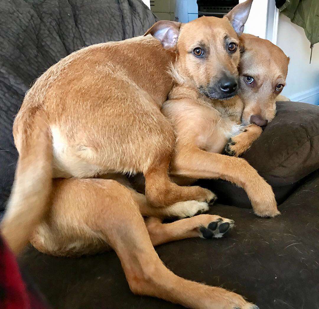 Rescue dogs Rogue and Beast snuggle on the couch