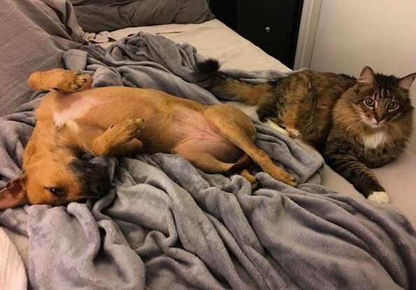 Rogue the rescue dog and cat snuggle in bed