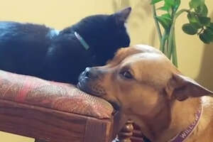 Kitten Becomes The Leader Of Her Dog Pack