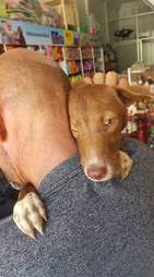 Dog wrapping around man's neck