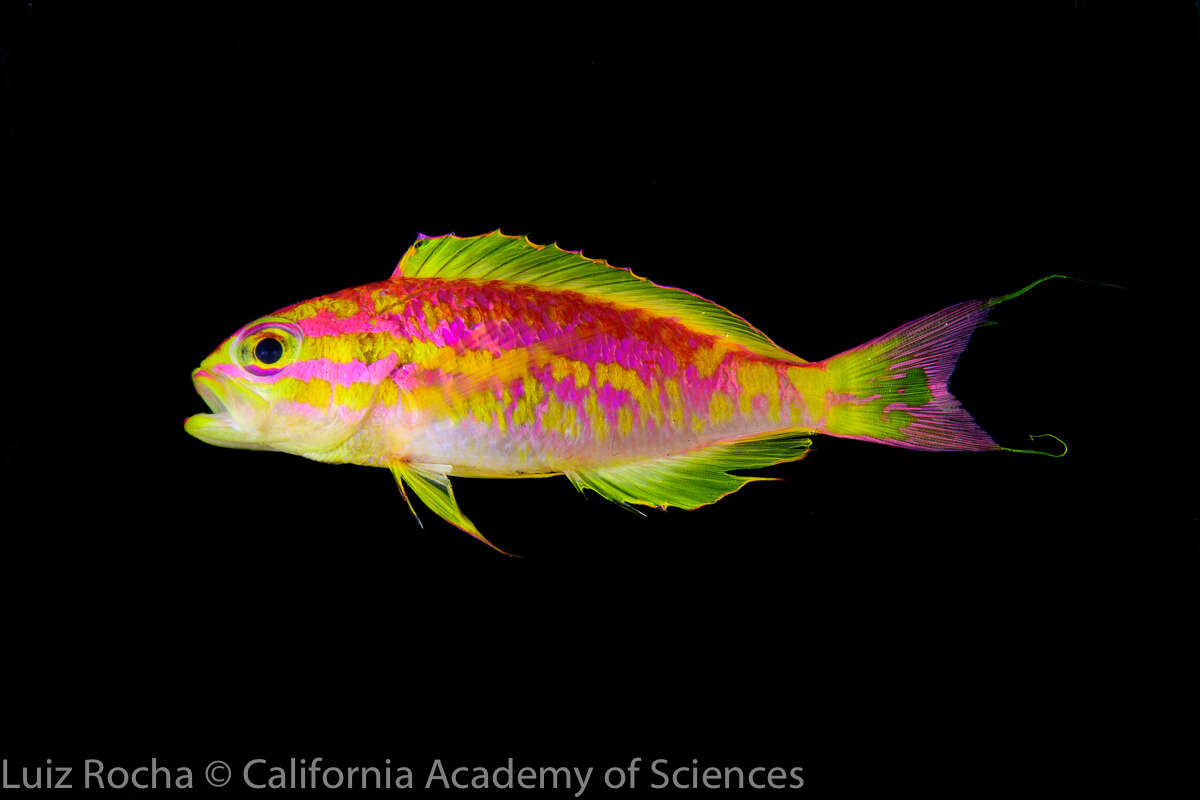 New species of neon fish discovered in "twilight zone" reef