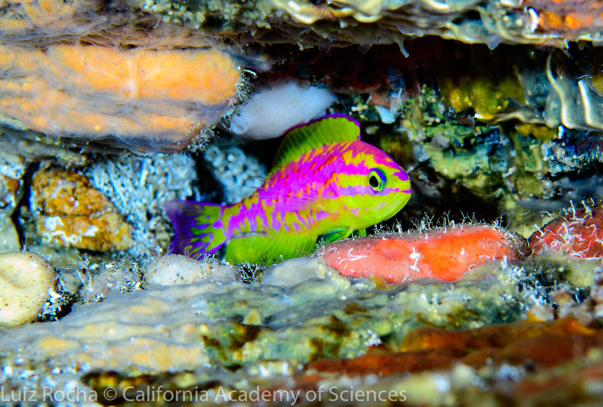 Nio Fish New Species Of Neon Fish Discovered By Divers Off Brazil Coast - The Dodo