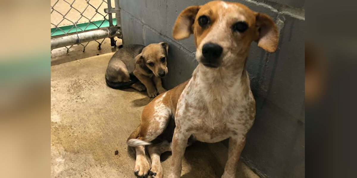 Mom Dog Tries To Hide Her Baby In Crowded Shelter