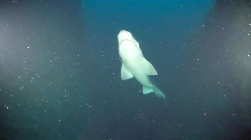 Sixgill shark swimming near divers fascinated by neon fish