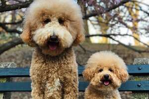 Golden Doodle Sisters Are SO Popular In Their NYC Neighborhood