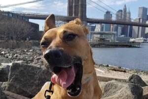 A 3-Legged Dog Made This Brooklyn Couple's Family Complete