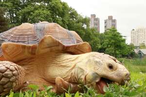This Tortoise Lives In Harlem And Hangs Out In Central Park