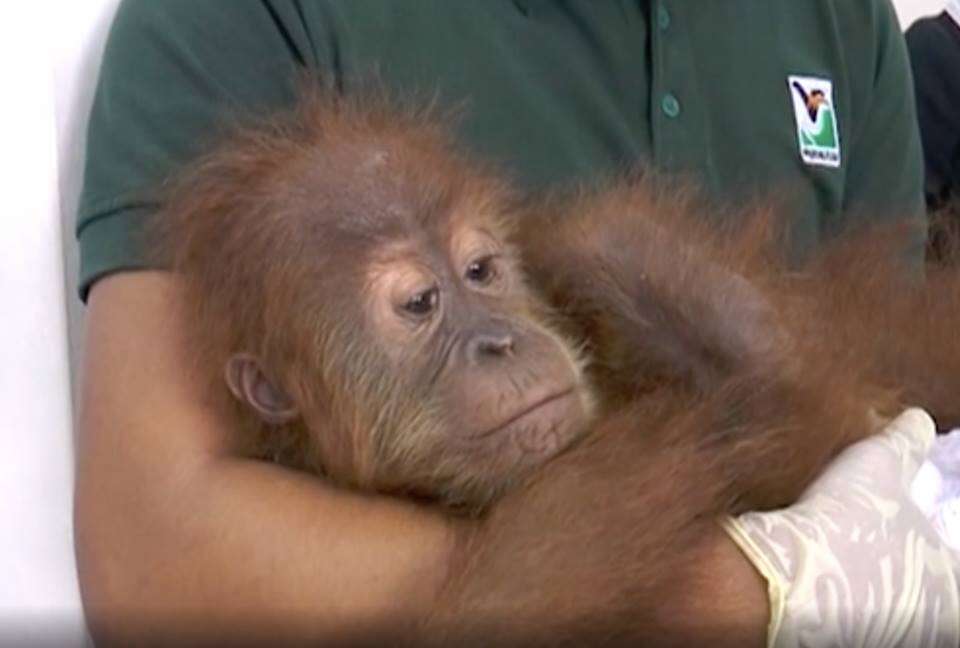 Official holding rescued orangutan baby