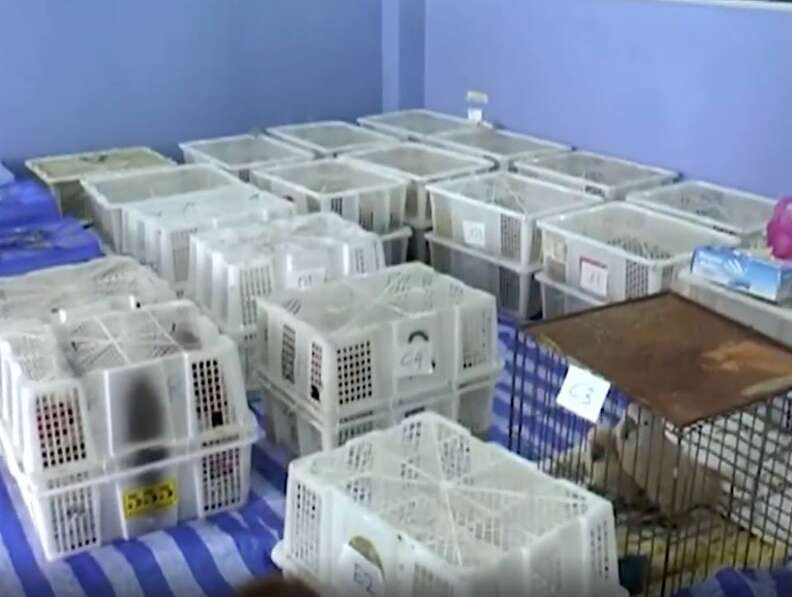 Animals inside plastic cages