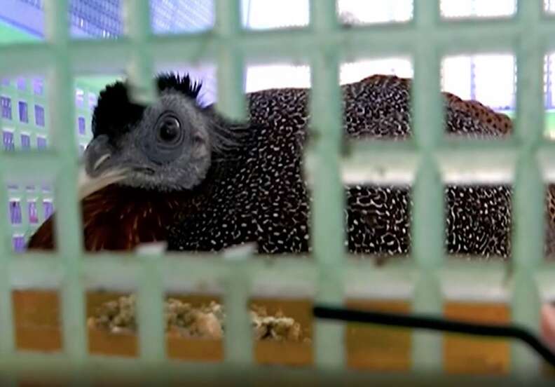 Bird inside transport cage