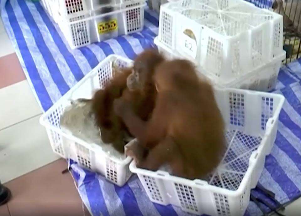 Orangutan babies hugging each other