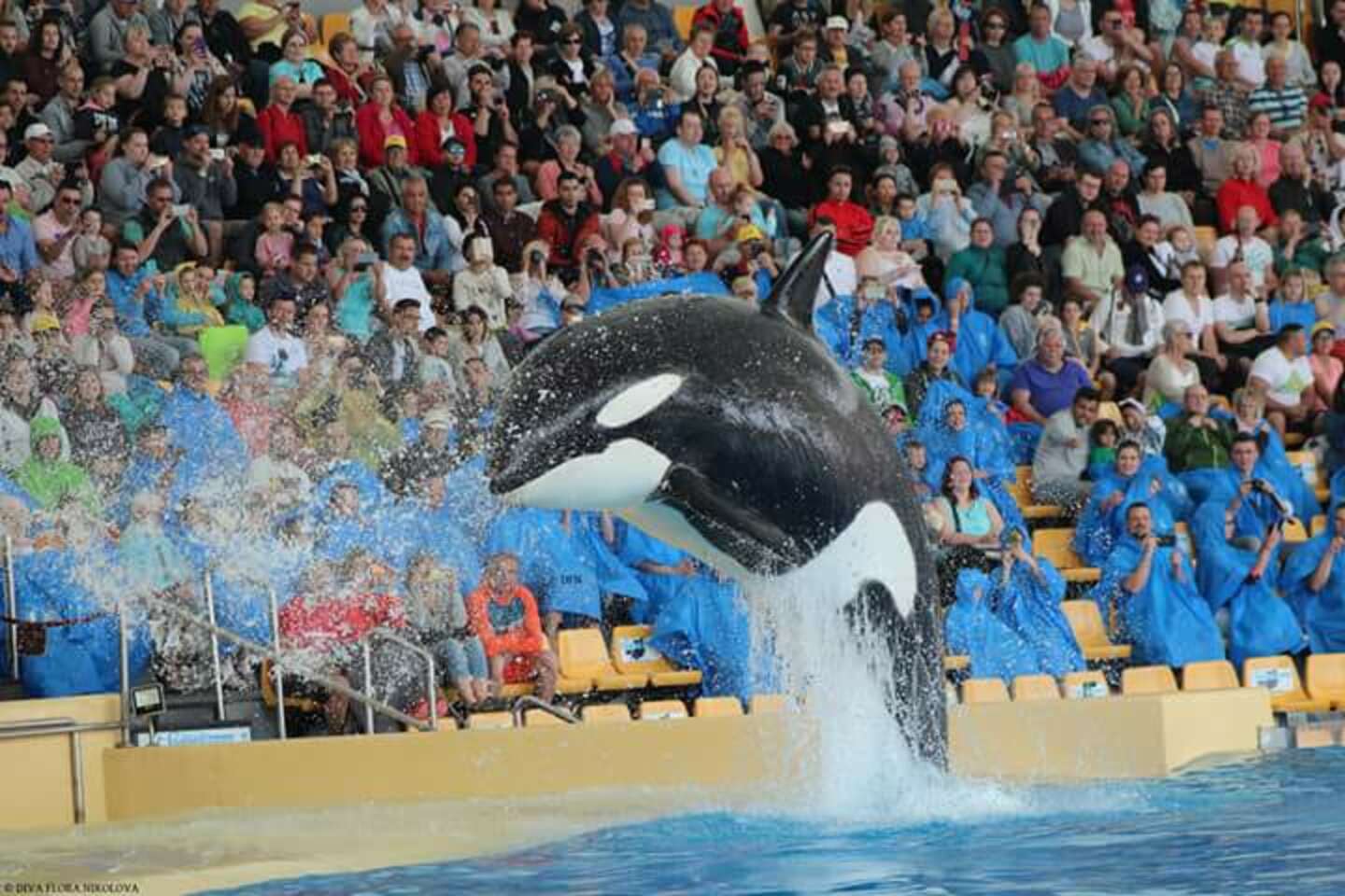 Captive Orca Has New Baby At Marine Park In Canary Islands - The Dodo