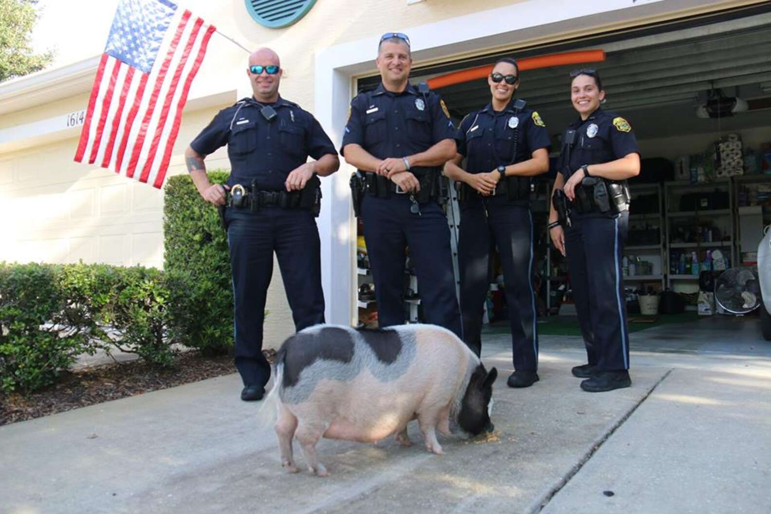 Lost Pig Chases Cop Down Until She Becomes Her Friend - The Dodo