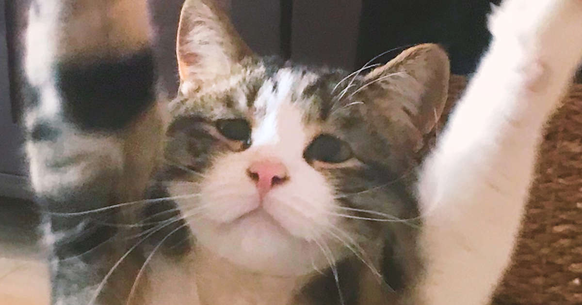 Sad-Looking Cat Is So Happy To Be Part Of A Family - Videos - The Dodo