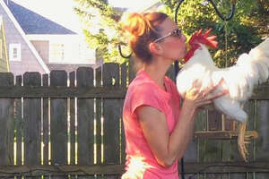 Woman Falls In Love With Chicken Rescued From NYC Streets