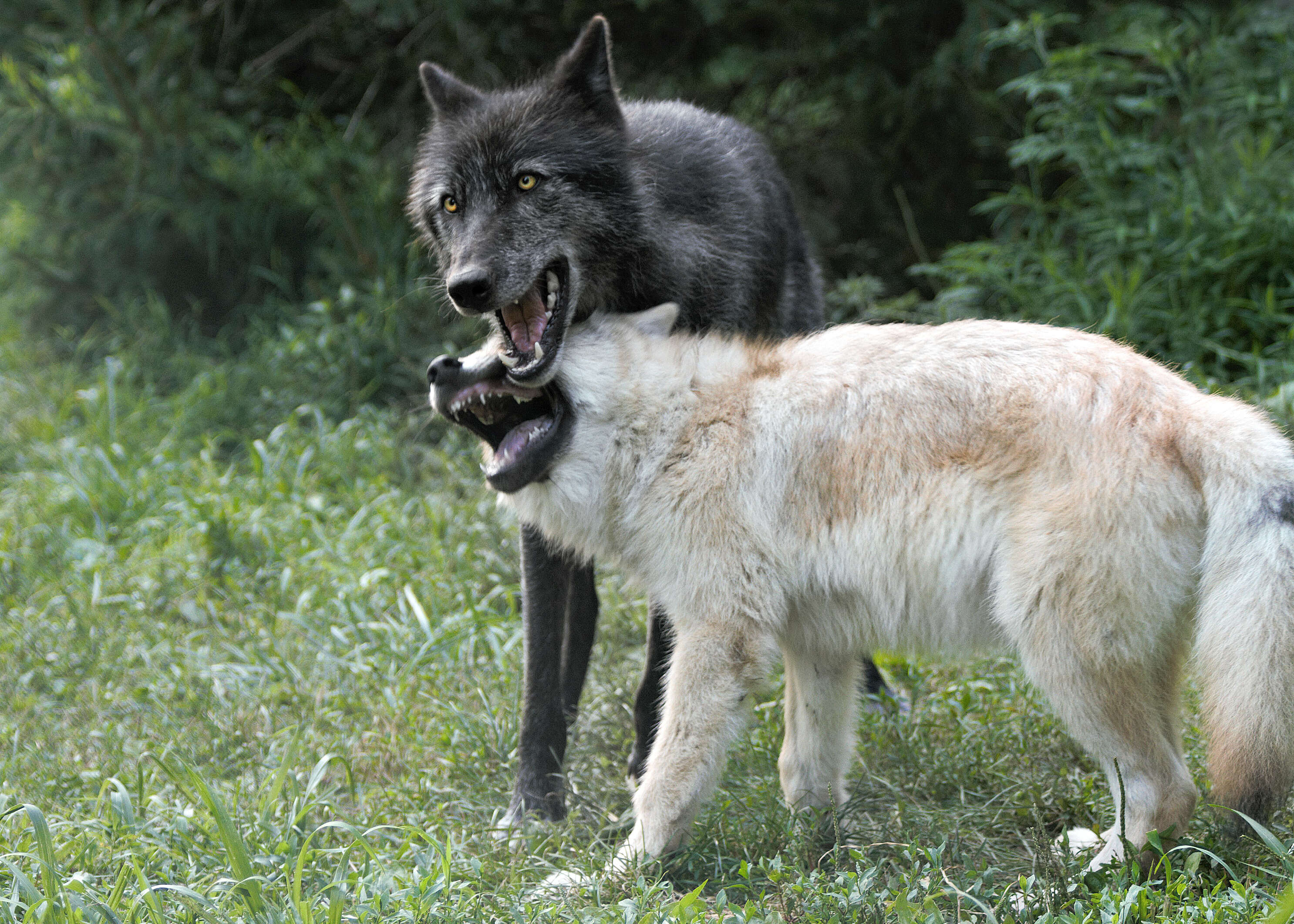 Gray wolves at the Wolf Conservation Center