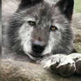 Grey wolf portrait