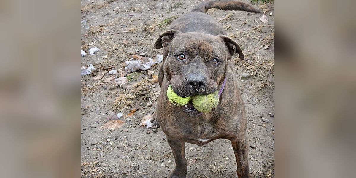 Shelter Pit Bull Has Waited 3 Years For A Home - The Dodo