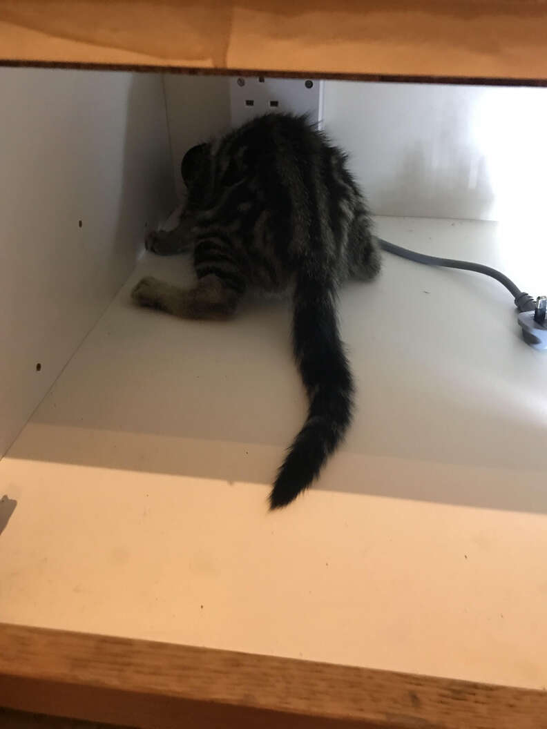 kitten stuck in a cabinet 