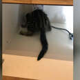 kitten stuck in a cabinet