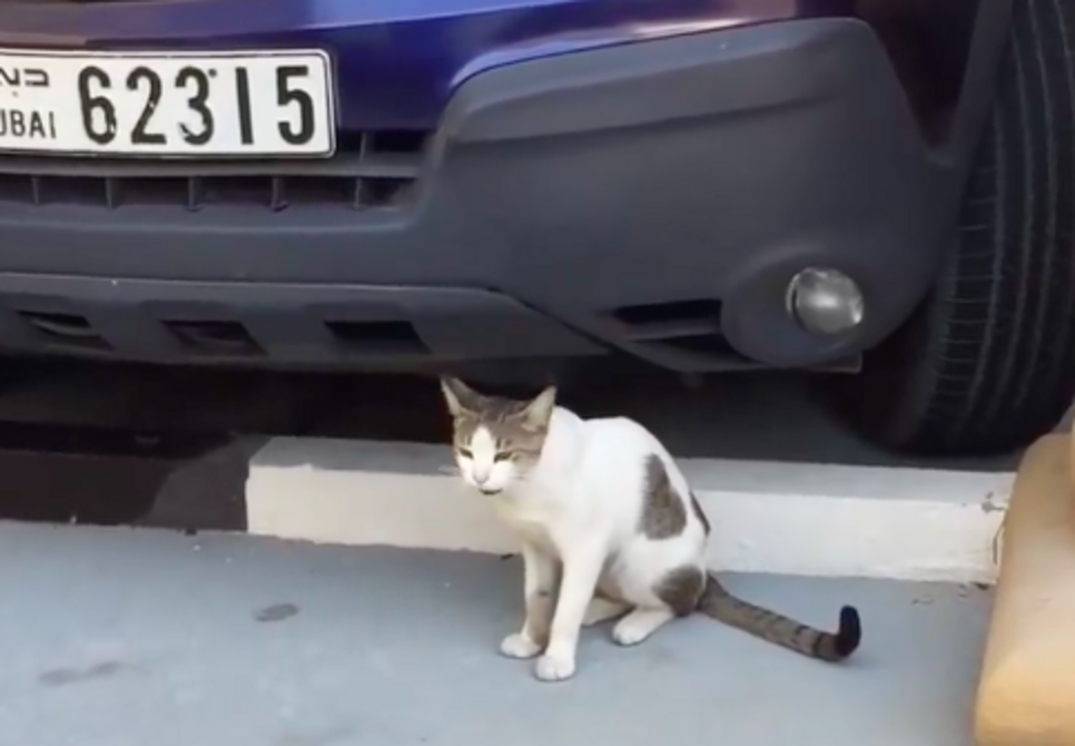 Woman Saves Dubai Street Cat With A Perfect Heart On His Fur The Dodo